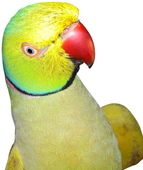 parrot